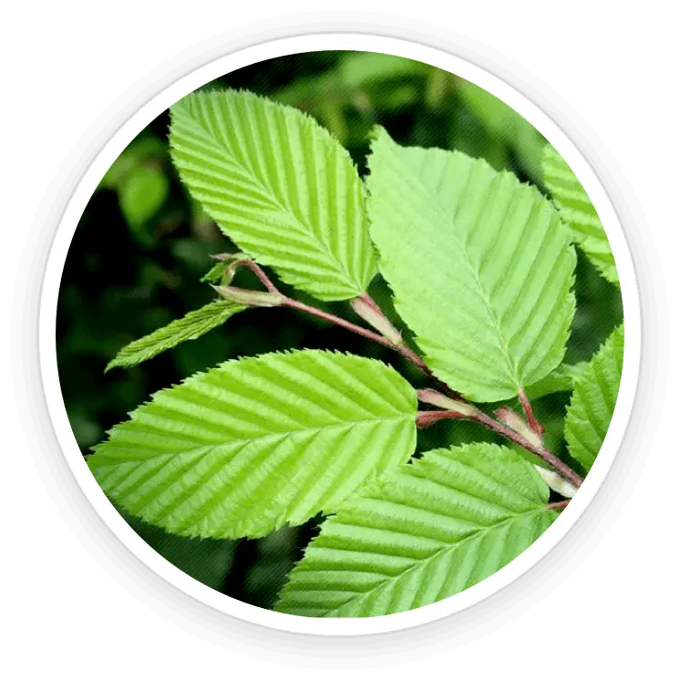 PrimeBiome ingredient-10